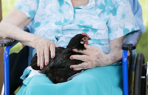 Pet Therapy